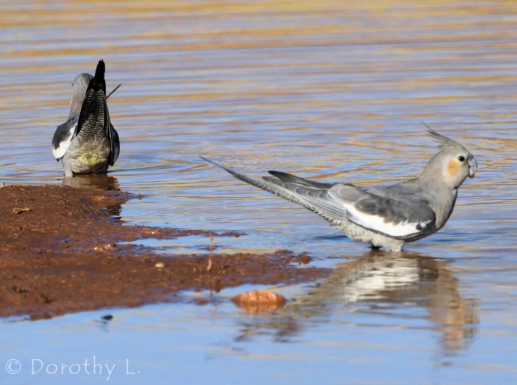 Cockatiels (Nymphicus hollandicus), Kunoth Bore, NT