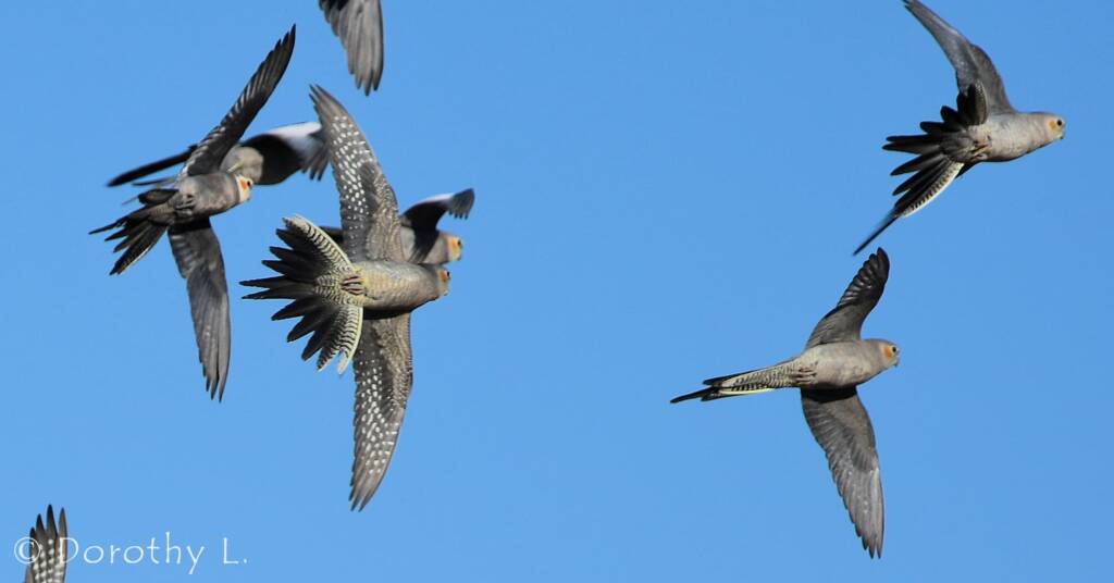 Cockatiels (Nymphicus hollandicus) in flight, Kunoth Bore, NT