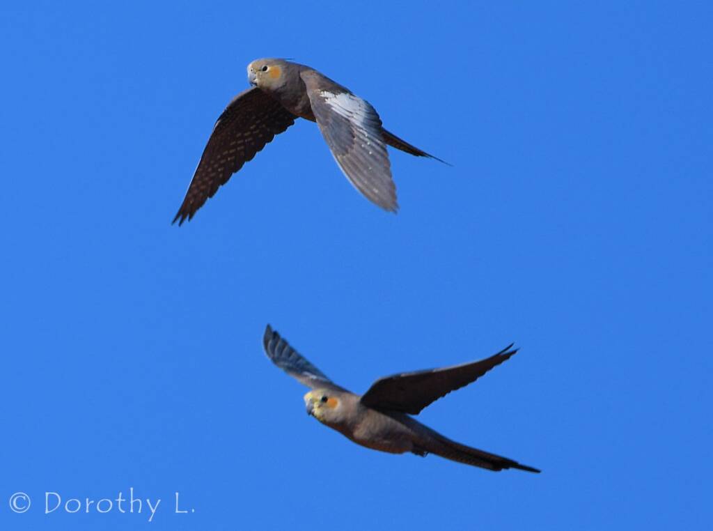 Cockatiels (Nymphicus hollandicus) in flight, Kunoth Bore, NT