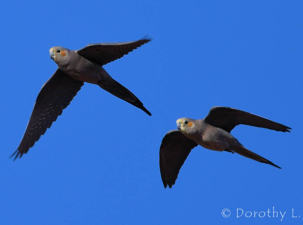 Cockatiels (Nymphicus hollandicus) in flight, Kunoth Bore, NT