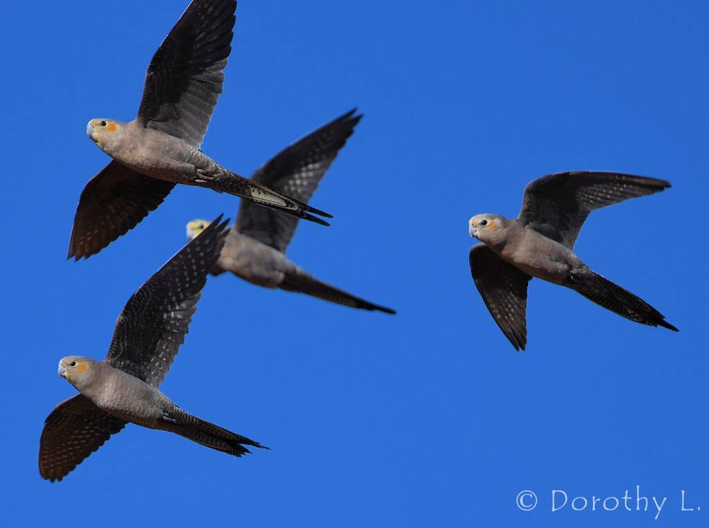 Cockatiels (Nymphicus hollandicus) in flight, Kunoth Bore, NT