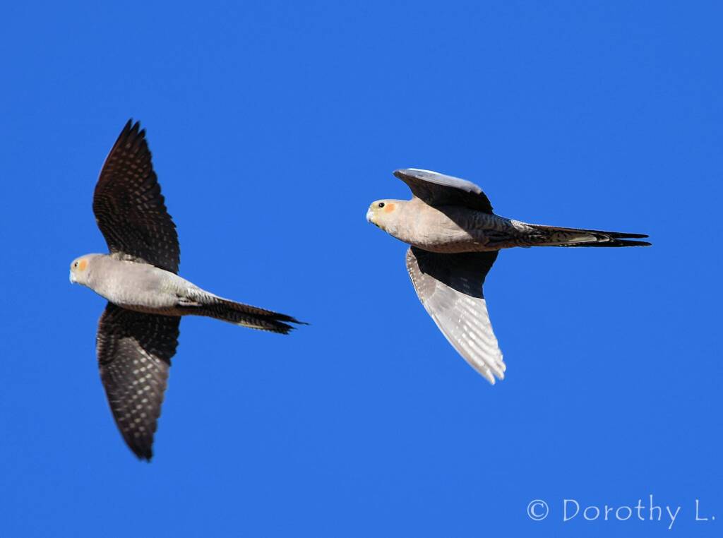 Cockatiels (Nymphicus hollandicus) in flight, Kunoth Bore, NT