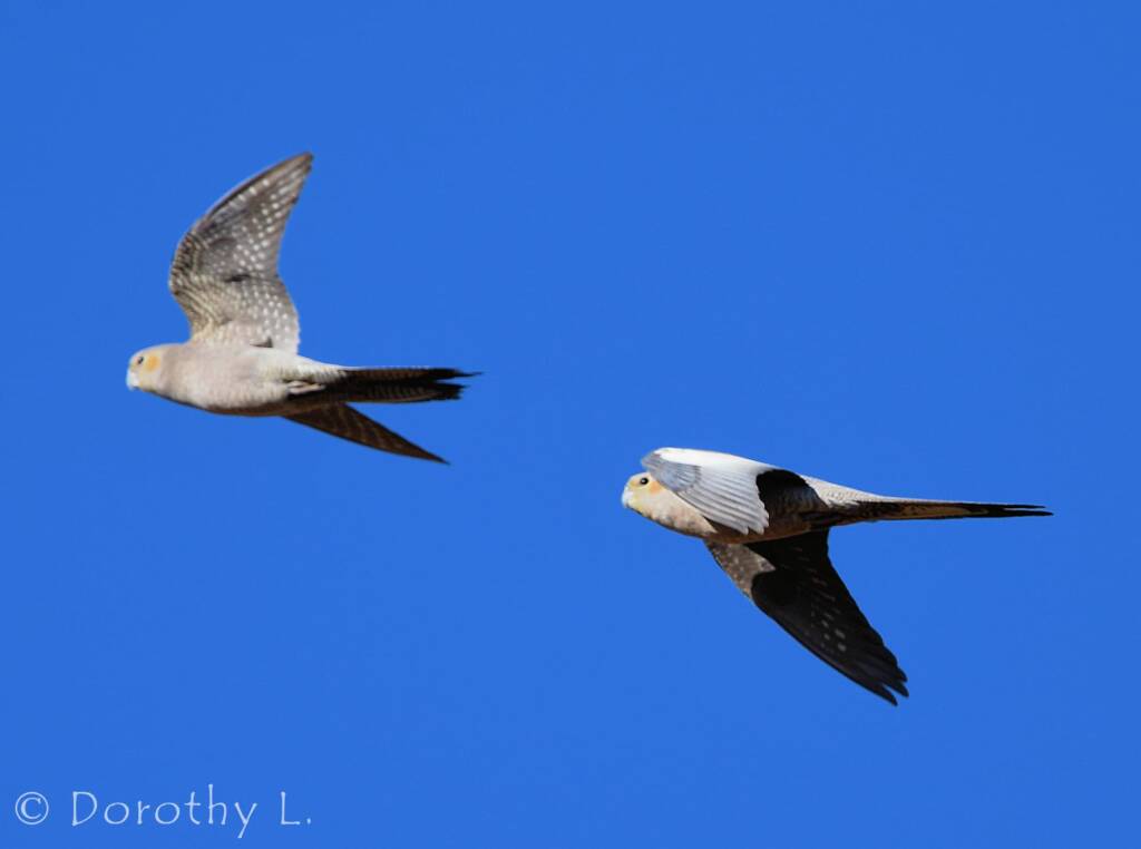 Cockatiels (Nymphicus hollandicus) in flight, Kunoth Bore, NT