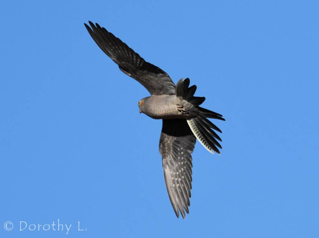Cockatiel (Nymphicus hollandicus) in flight, Kunoth Bore, NT