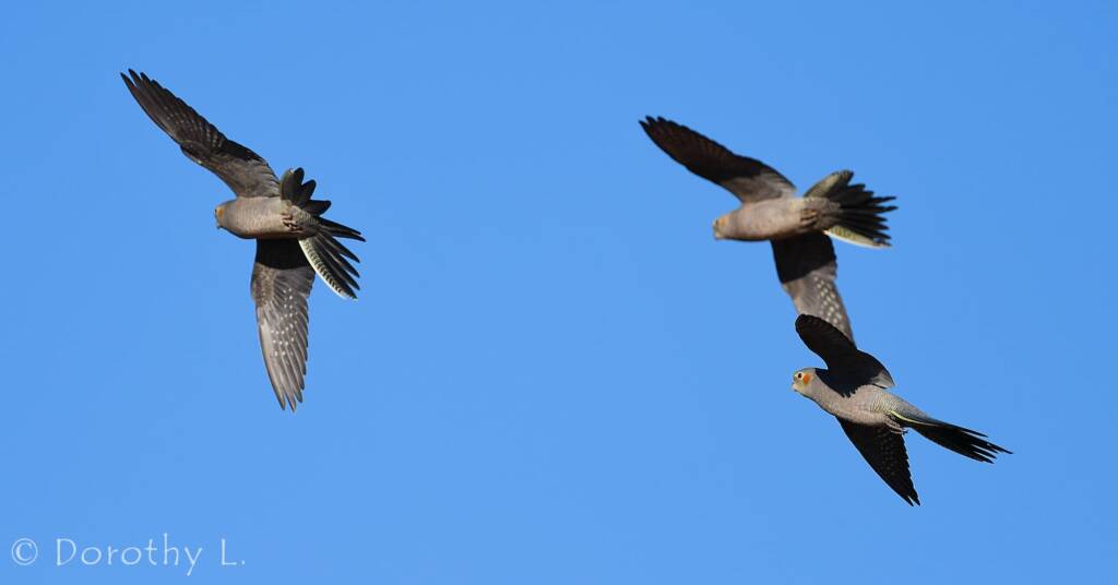 Cockatiels (Nymphicus hollandicus) in flight, Kunoth Bore, NT
