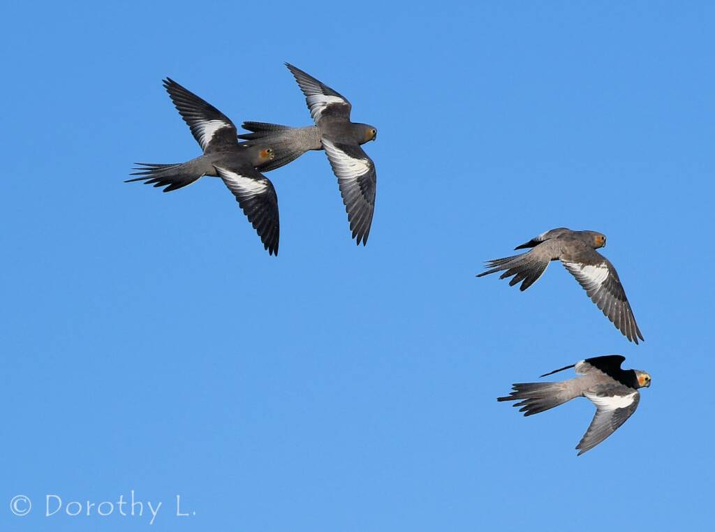 Cockatiels (Nymphicus hollandicus) in flight, Kunoth Bore, NT