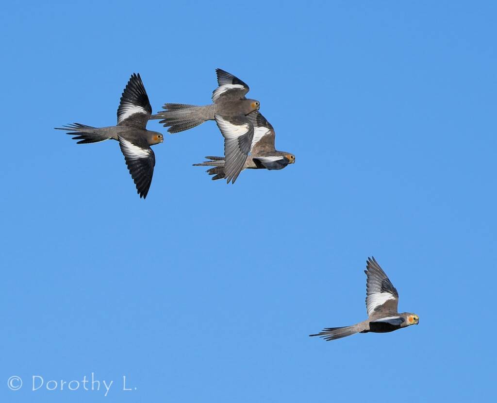 Cockatiels (Nymphicus hollandicus) in flight, Kunoth Bore, NT