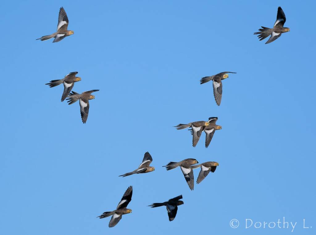 Cockatiels (Nymphicus hollandicus) in flight, Kunoth Bore, NT