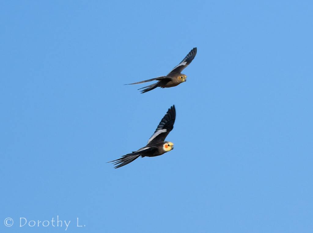 Cockatiels (Nymphicus hollandicus) in flight, Kunoth Bore, NT