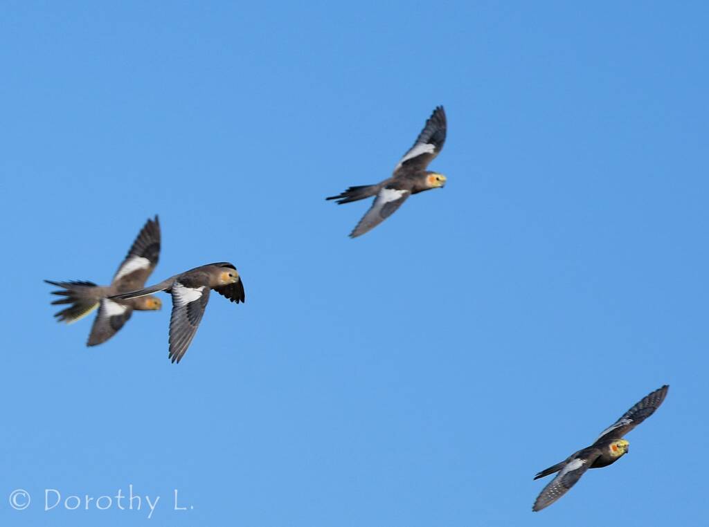Cockatiels (Nymphicus hollandicus) in flight, Kunoth Bore, NT