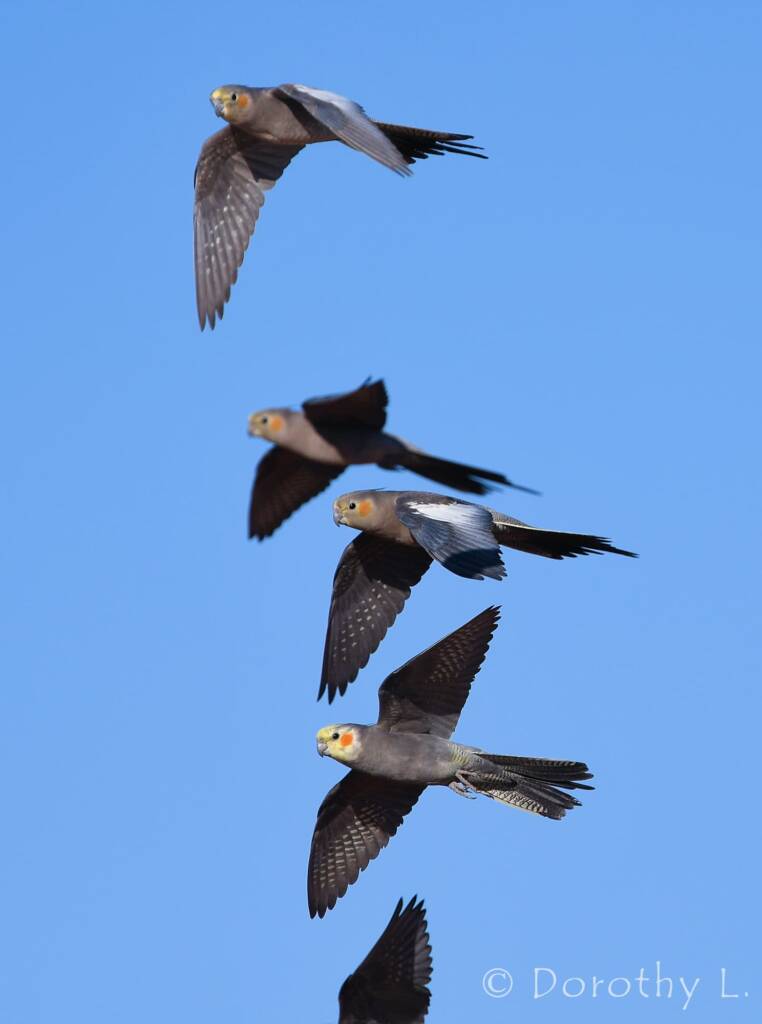 Cockatiels (Nymphicus hollandicus) in flight, Kunoth Bore, NT