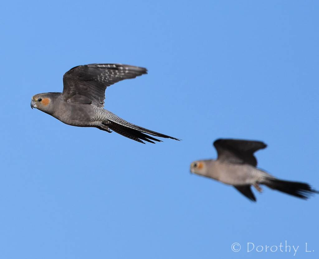 Cockatiels (Nymphicus hollandicus) in flight, Kunoth Bore, NT