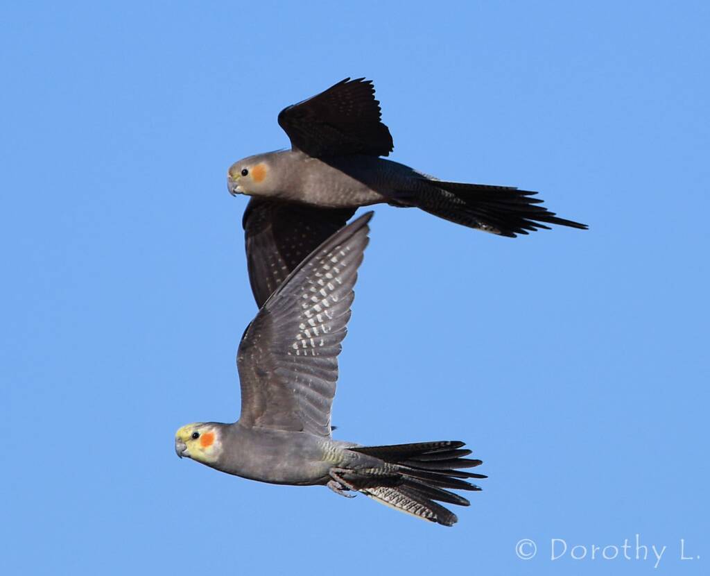 Cockatiels (Nymphicus hollandicus) in flight, Kunoth Bore, NT