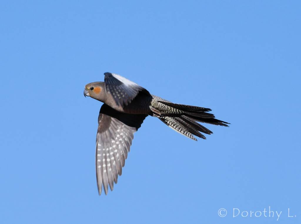Cockatiel (Nymphicus hollandicus) in flight, Kunoth Bore, NT