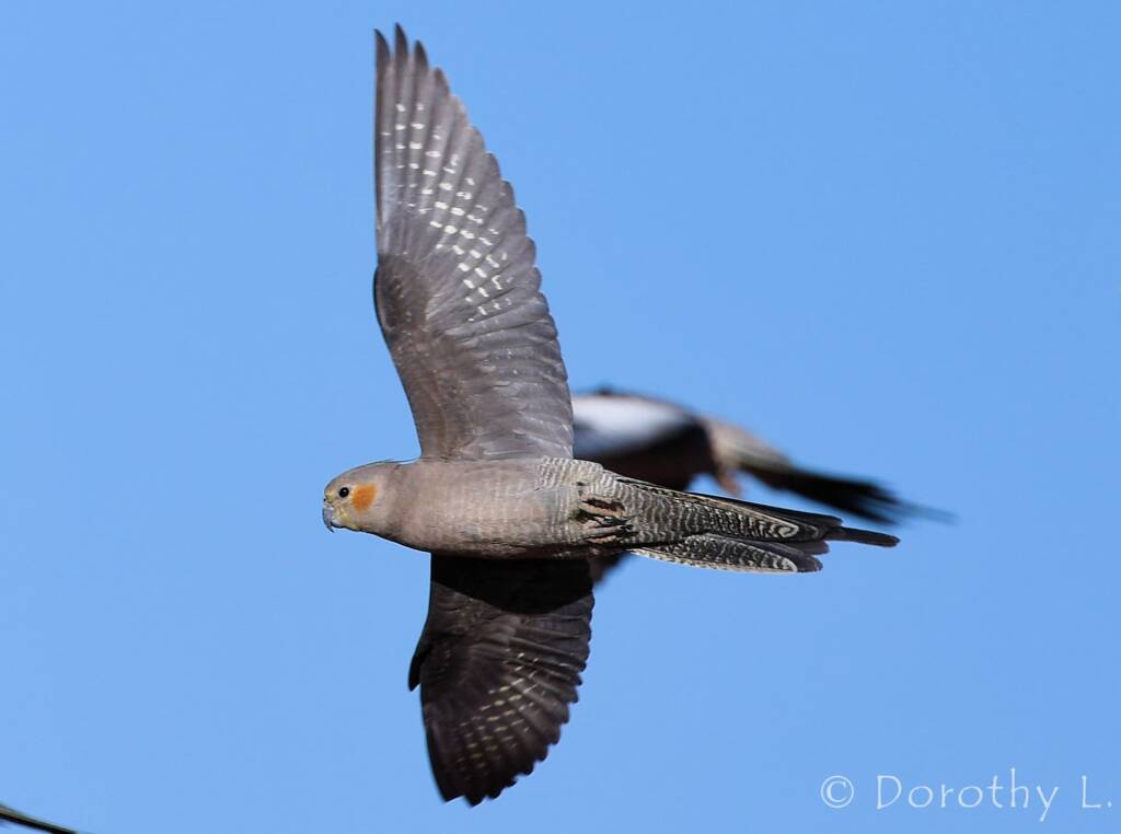 Cockatiel (Nymphicus hollandicus) in flight, Kunoth Bore, NT