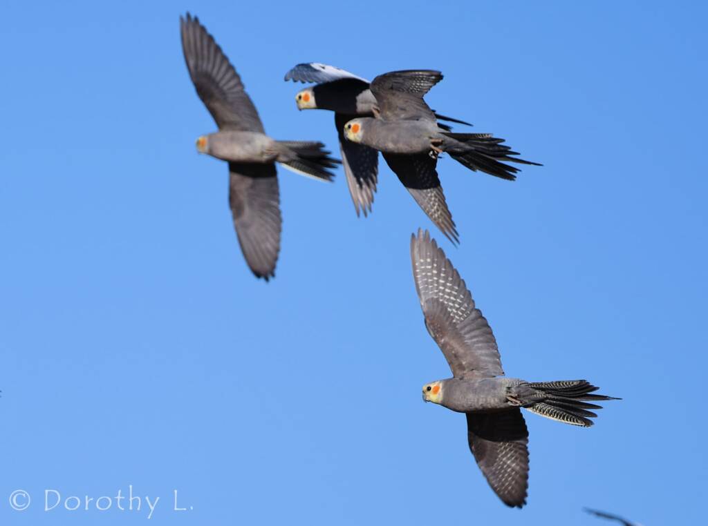 Cockatiels (Nymphicus hollandicus) in flight, Kunoth Bore, NT