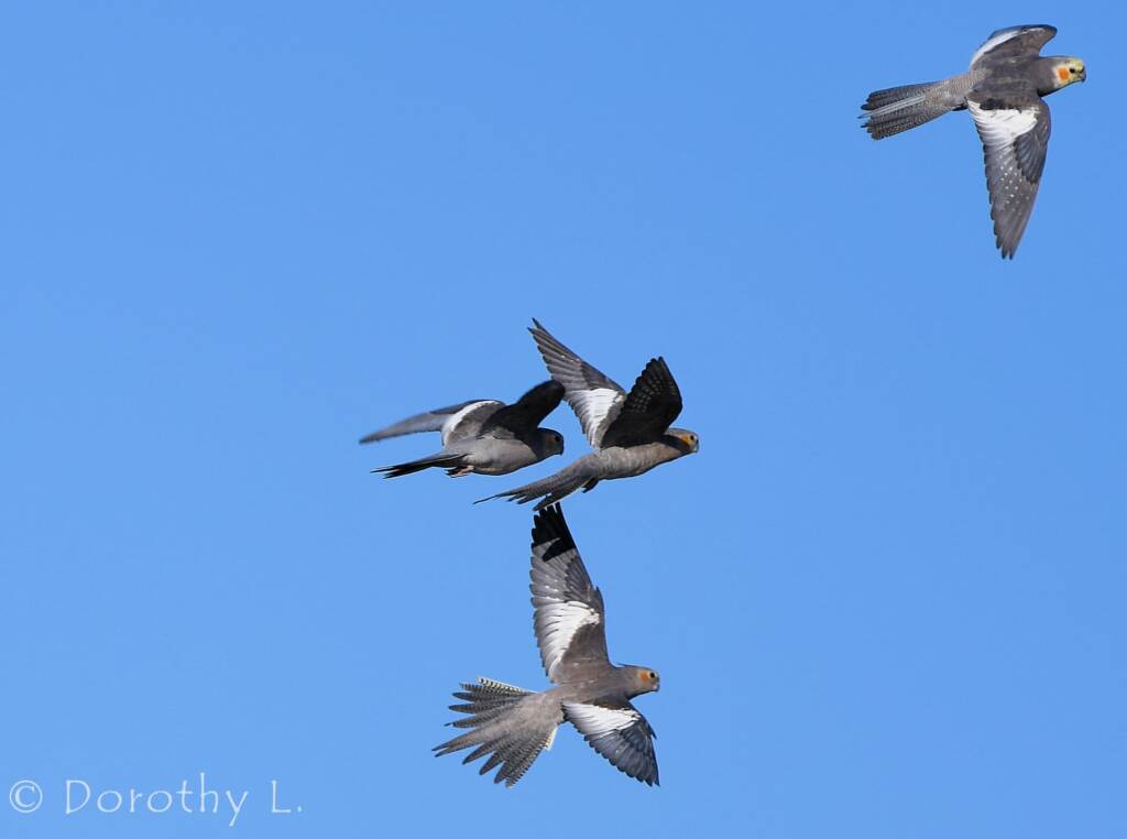 Cockatiels (Nymphicus hollandicus) in flight, Kunoth Bore, NT