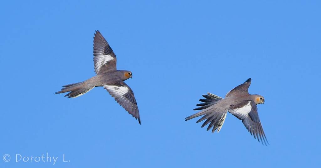 Cockatiels (Nymphicus hollandicus) in flight, Kunoth Bore, NT