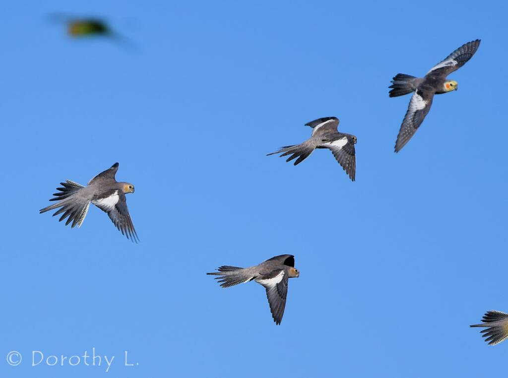 Cockatiels (Nymphicus hollandicus) in flight, Kunoth Bore, NT