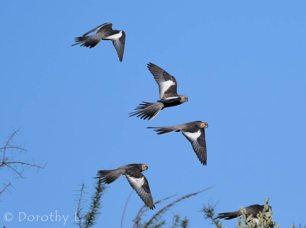 Cockatiels (Nymphicus hollandicus) in flight, Kunoth Bore, NT