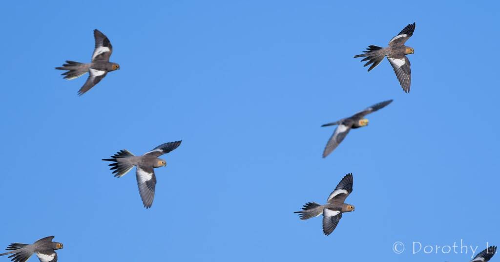 Cockatiels (Nymphicus hollandicus) in flight, Kunoth Bore, NT