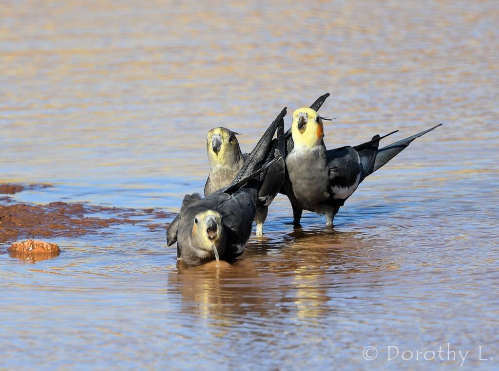 Cockatiels (Nymphicus hollandicus), Kunoth Bore, NT