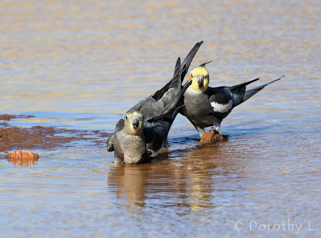 Cockatiels (Nymphicus hollandicus), Kunoth Bore, NT
