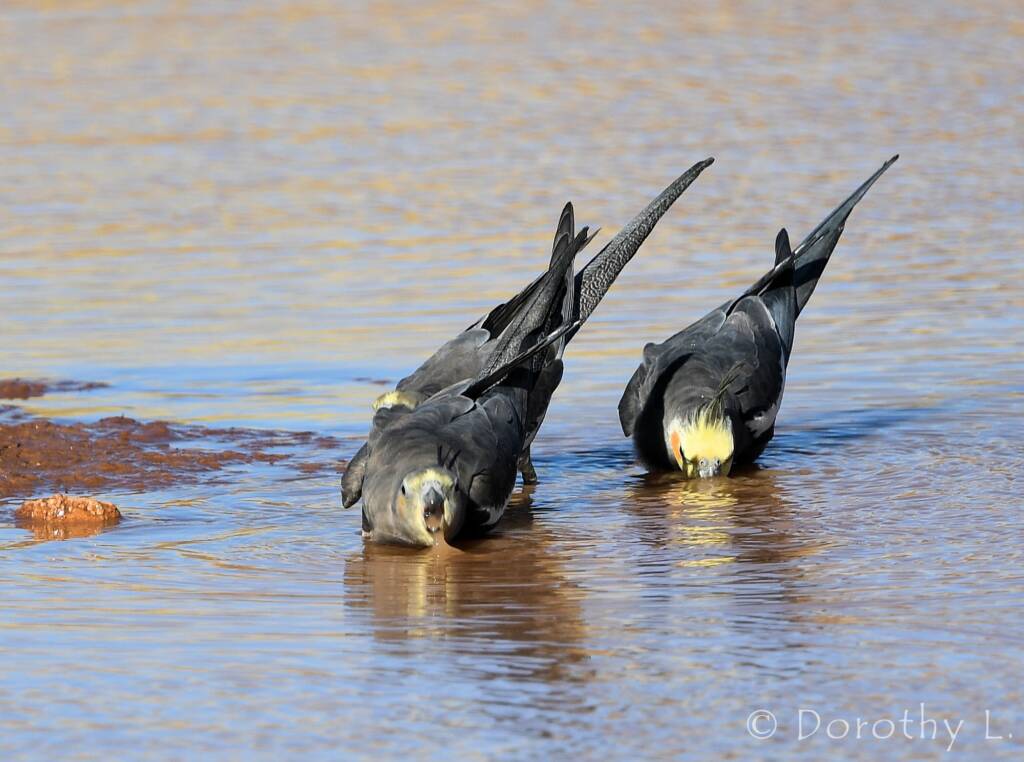 Cockatiels (Nymphicus hollandicus), Kunoth Bore, NT