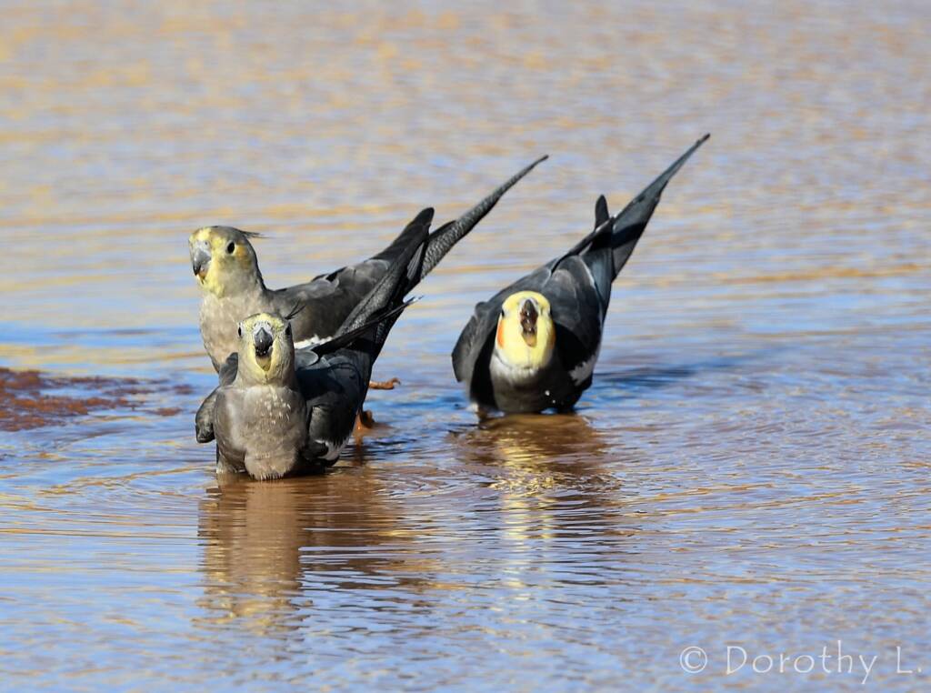 Cockatiels (Nymphicus hollandicus), Kunoth Bore, NT