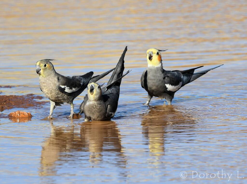 Cockatiels (Nymphicus hollandicus), Kunoth Bore, NT