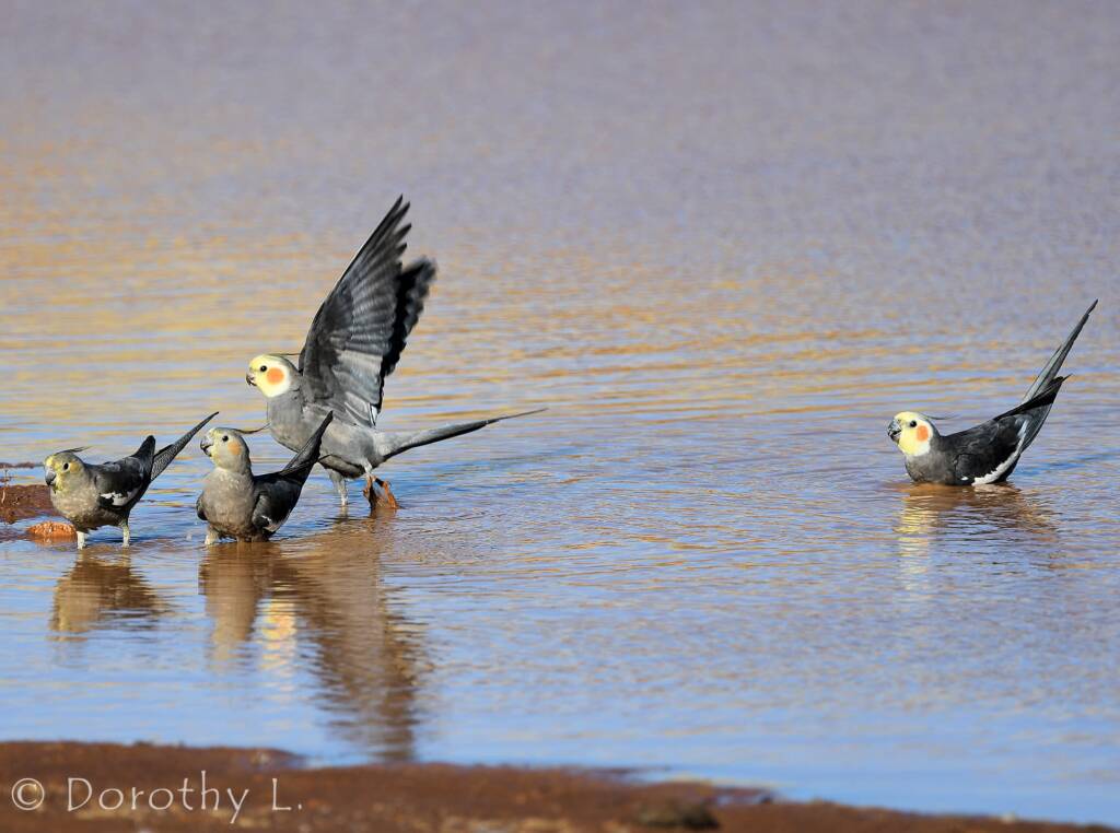 Cockatiels (Nymphicus hollandicus), Kunoth Bore, NT