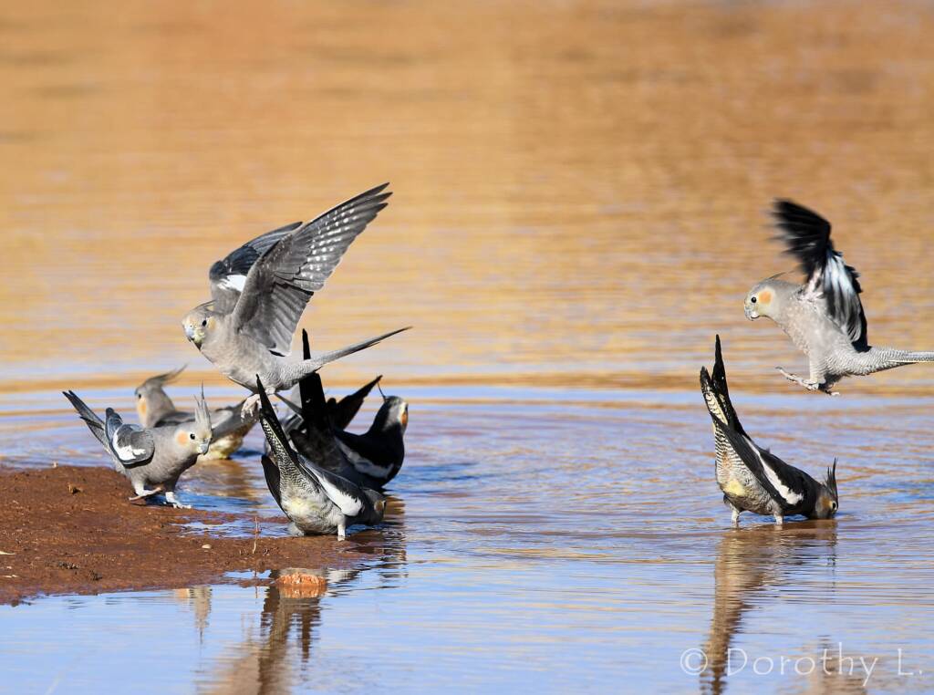 Cockatiels (Nymphicus hollandicus), Kunoth Bore, NT