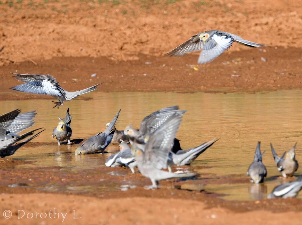 Cockatiels (Nymphicus hollandicus), Kunoth Bore, NT