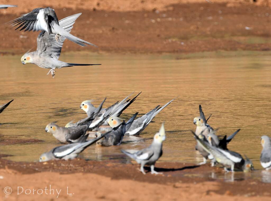 Cockatiels (Nymphicus hollandicus), Kunoth Bore, NT