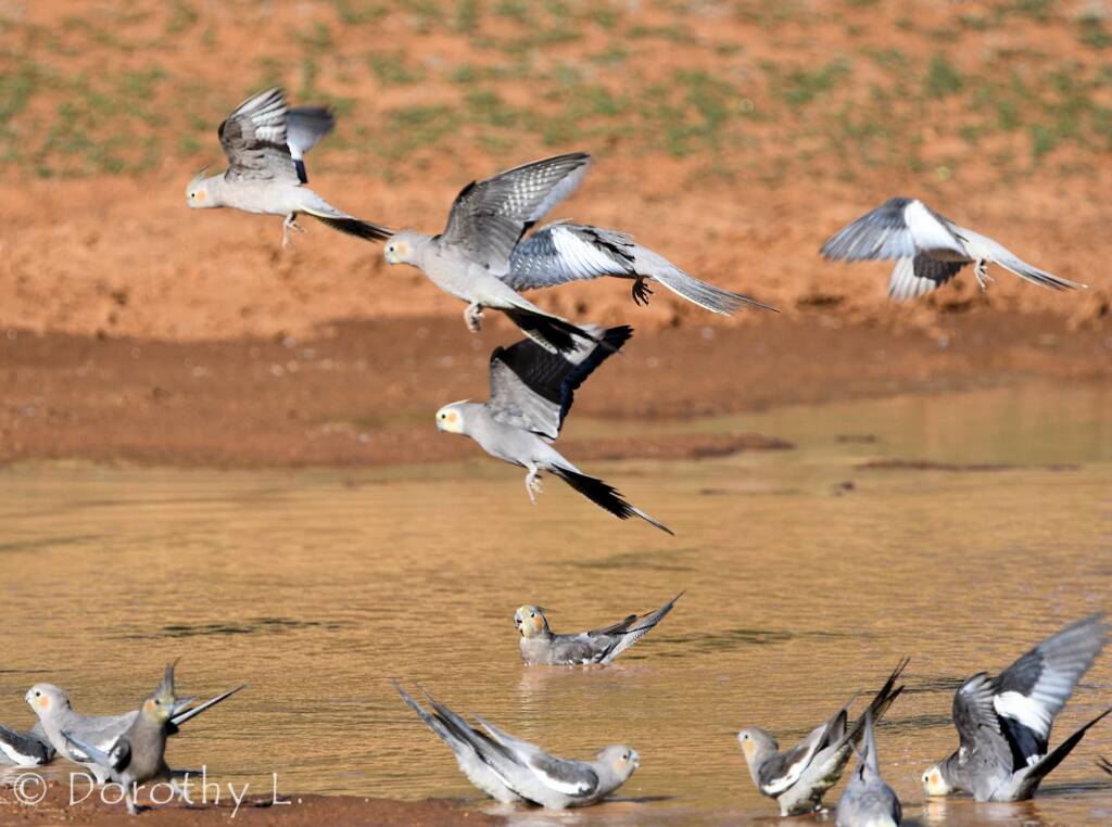 Cockatiels (Nymphicus hollandicus), Kunoth Bore, NT