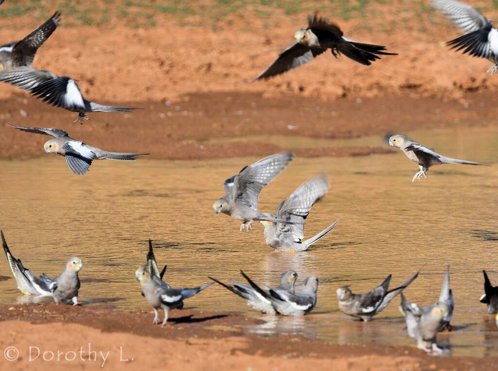 Cockatiels (Nymphicus hollandicus), Kunoth Bore, NT