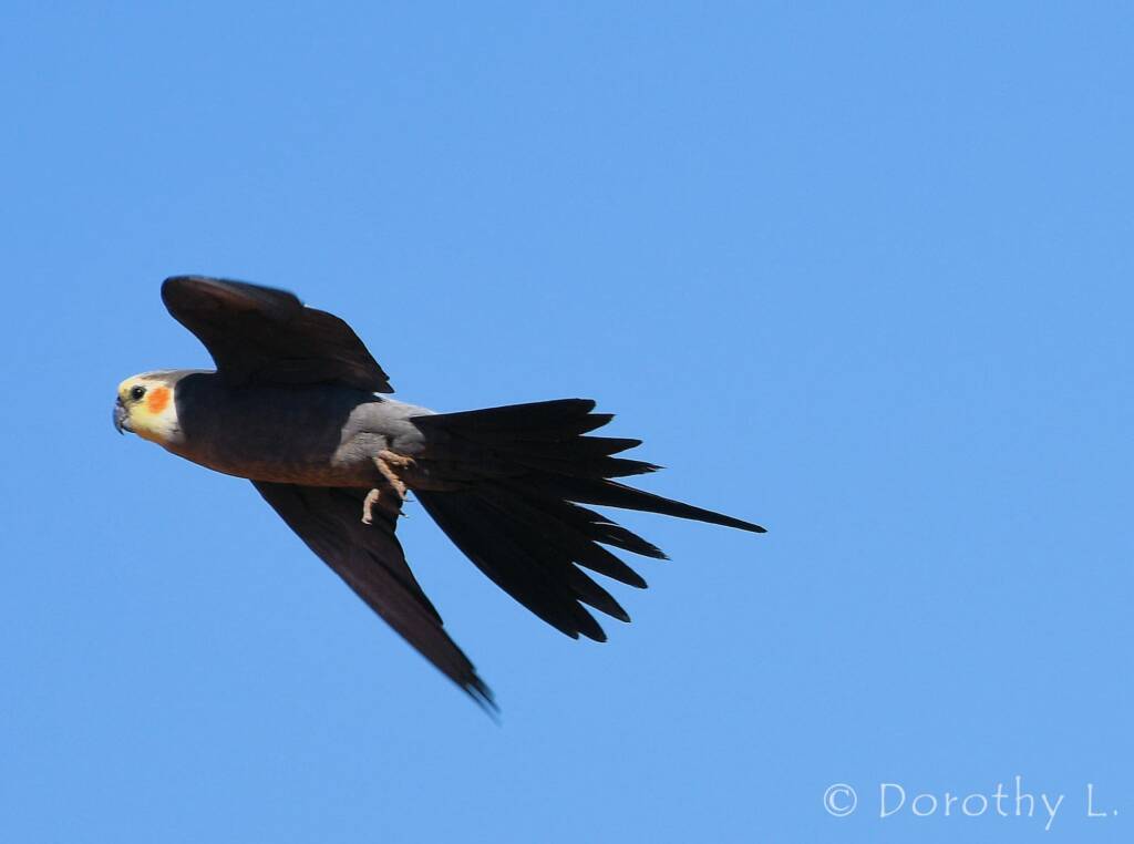 Cockatiel (Nymphicus hollandicus) in flight, Kunoth Bore, NT