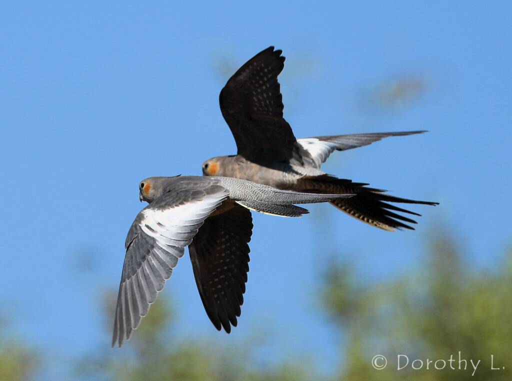 Cockatiels (Nymphicus hollandicus) in flight, Kunoth Bore, NT