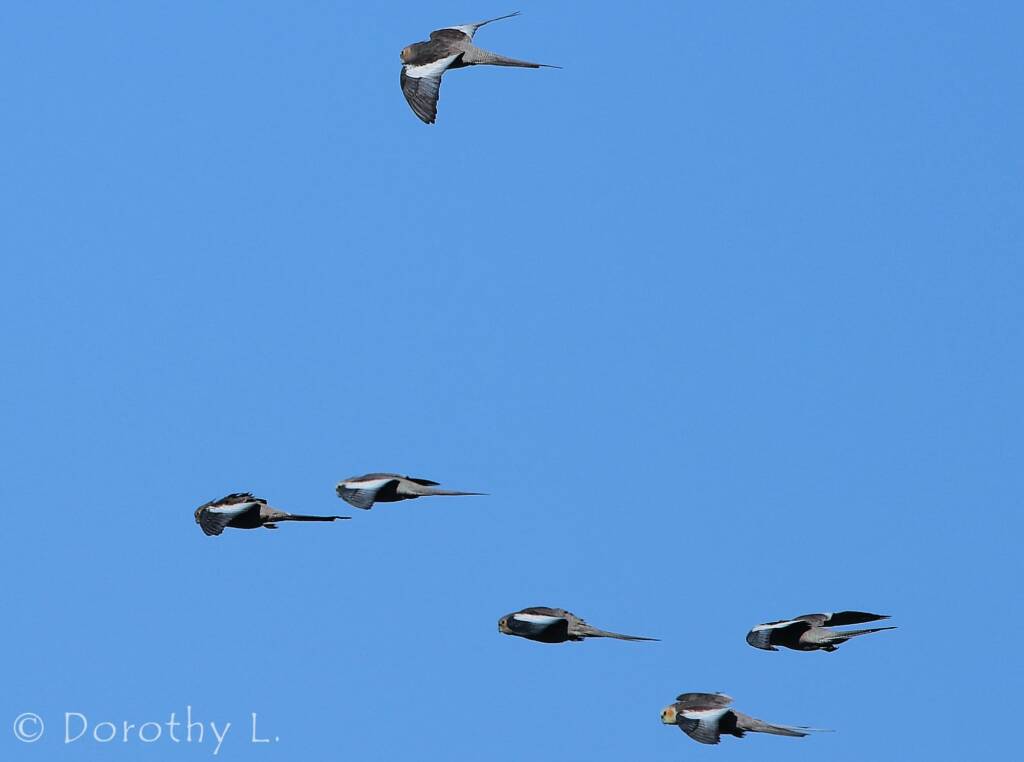 Cockatiels (Nymphicus hollandicus) in flight, Kunoth Bore, NT