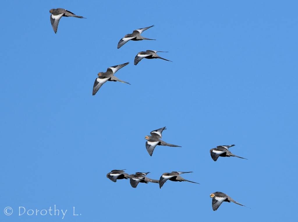 Cockatiels (Nymphicus hollandicus) in flight, Kunoth Bore, NT