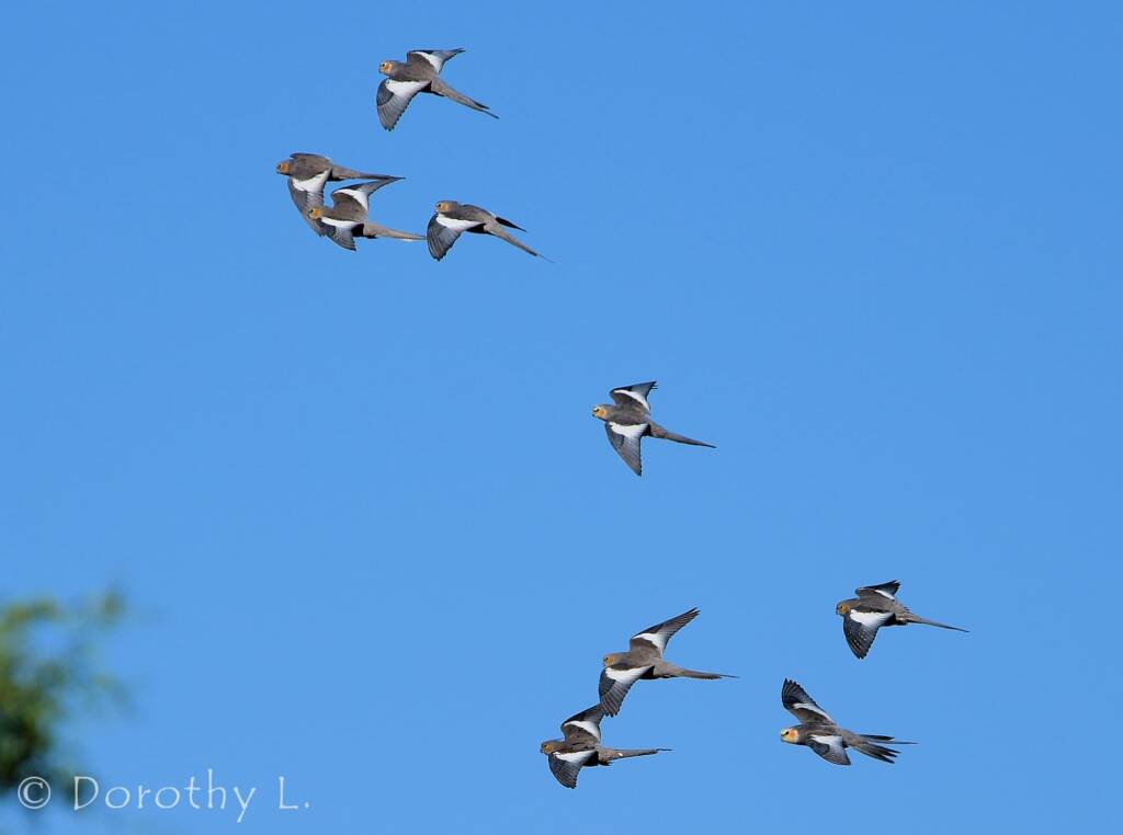 Cockatiels (Nymphicus hollandicus) in flight, Kunoth Bore, NT