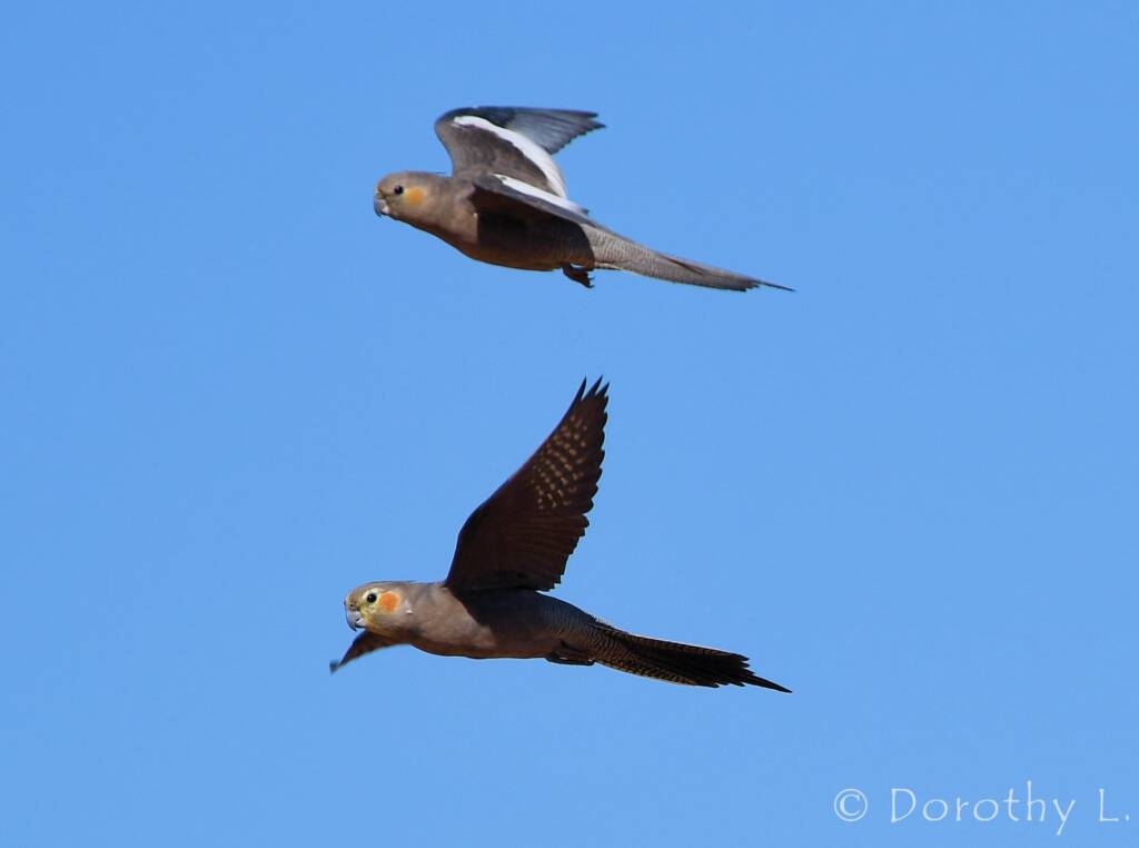 Cockatiels (Nymphicus hollandicus) in flight, Kunoth Bore, NT