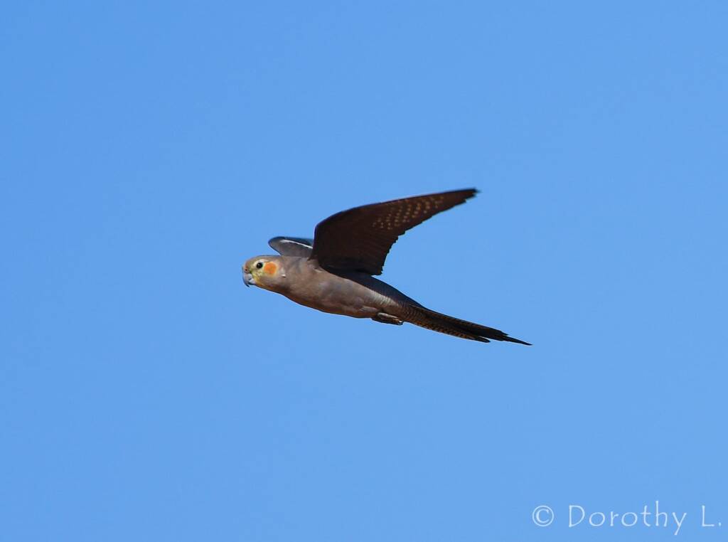 Cockatiel (Nymphicus hollandicus) in flight, Kunoth Bore, NT