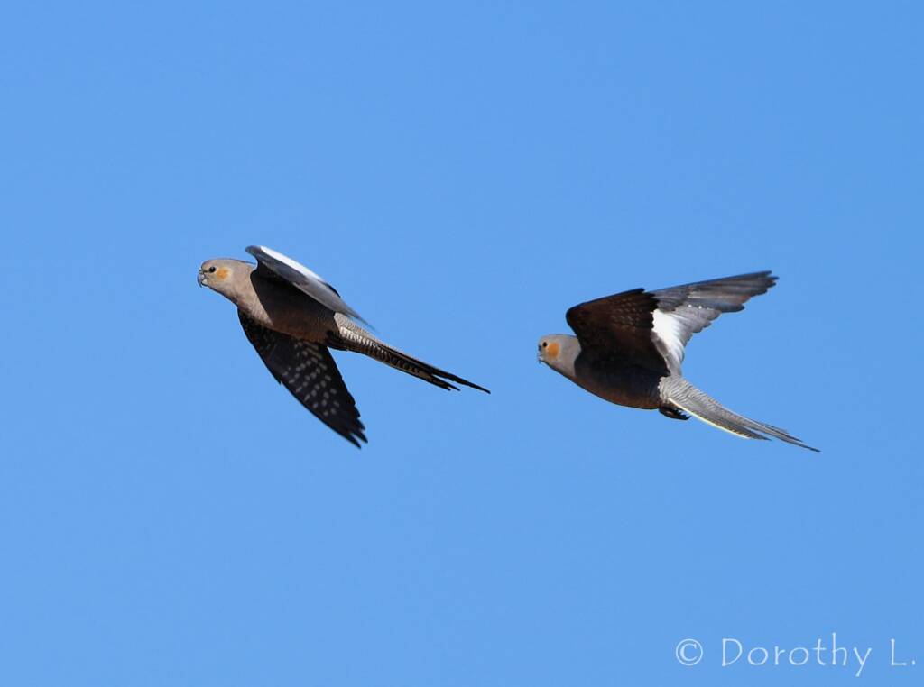 Cockatiels (Nymphicus hollandicus) in flight, Kunoth Bore, NT