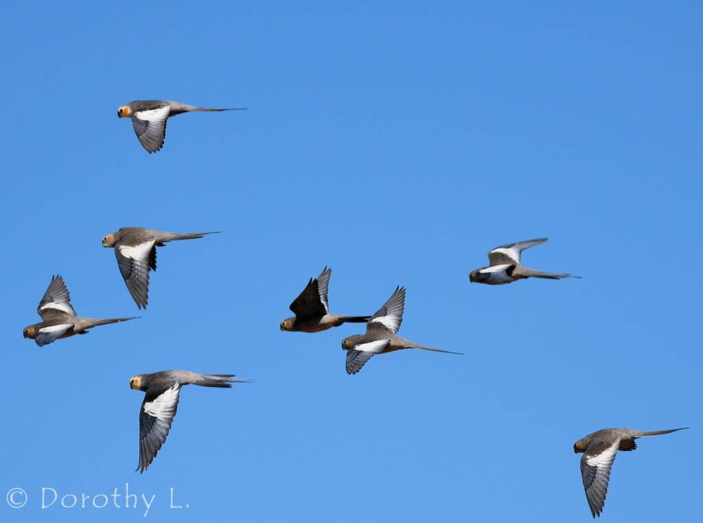 Cockatiels (Nymphicus hollandicus) in flight, Kunoth Bore, NT