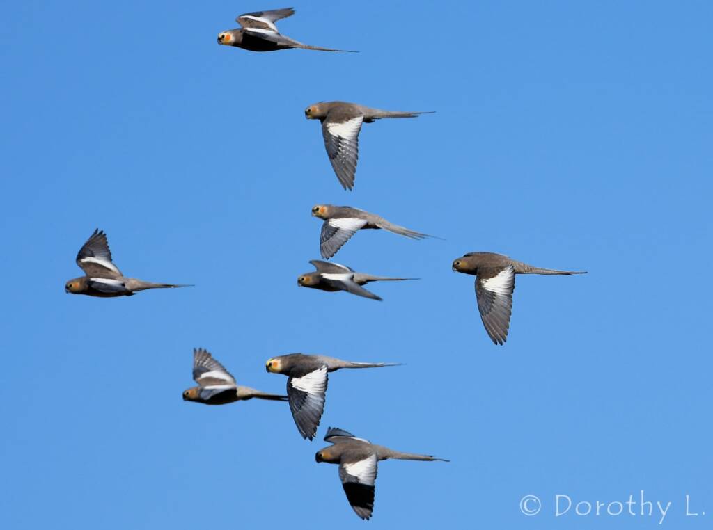 Cockatiels (Nymphicus hollandicus) in flight, Kunoth Bore, NT