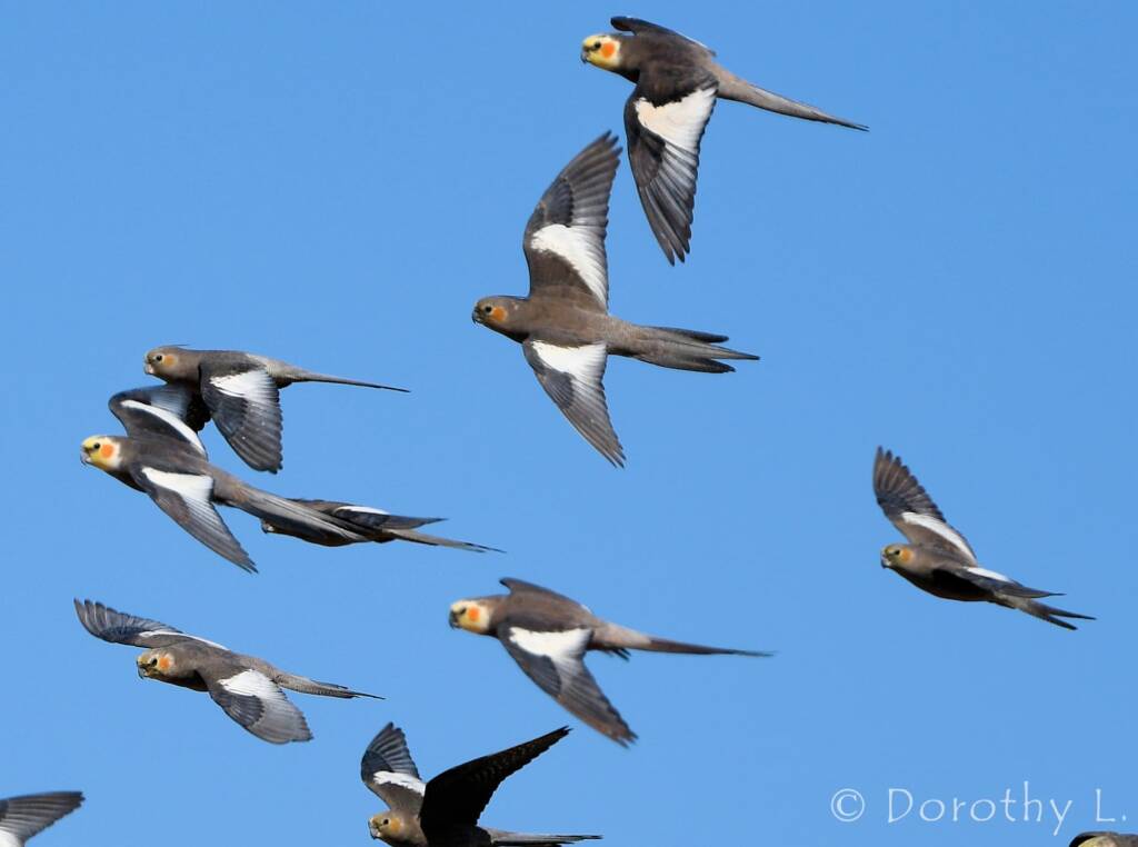 Cockatiels (Nymphicus hollandicus) in flight, Kunoth Bore, NT
