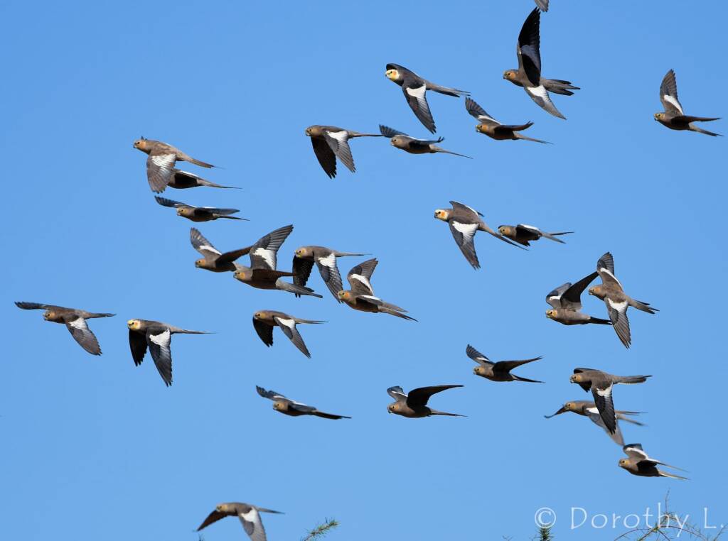 Cockatiels (Nymphicus hollandicus) in flight, Kunoth Bore, NT