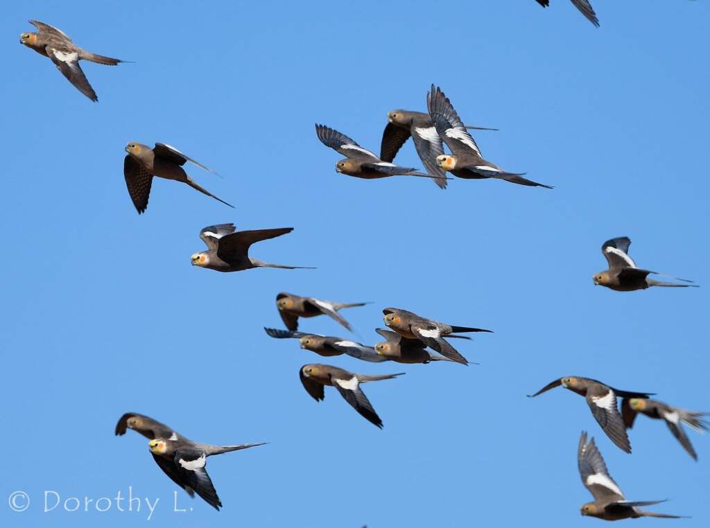 Cockatiels (Nymphicus hollandicus) in flight, Kunoth Bore, NT