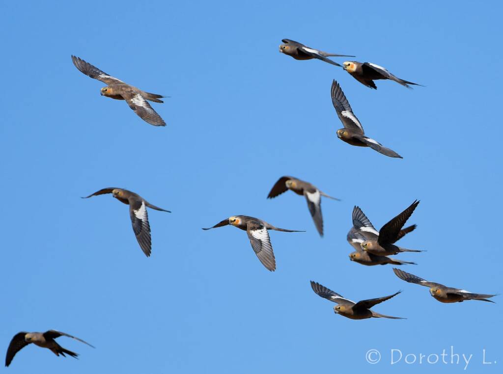 Cockatiels (Nymphicus hollandicus) in flight, Kunoth Bore, NT